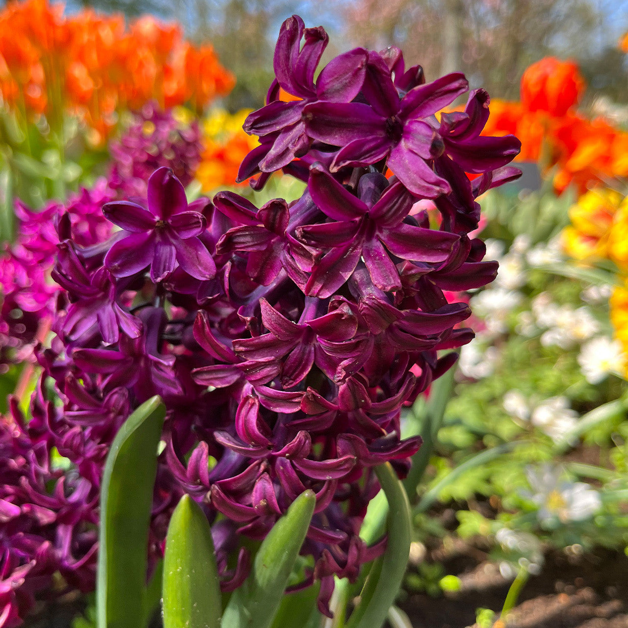 Hyacinth Flower Seeds Burgundy for Planting - 100 pcs for planting in your garden.