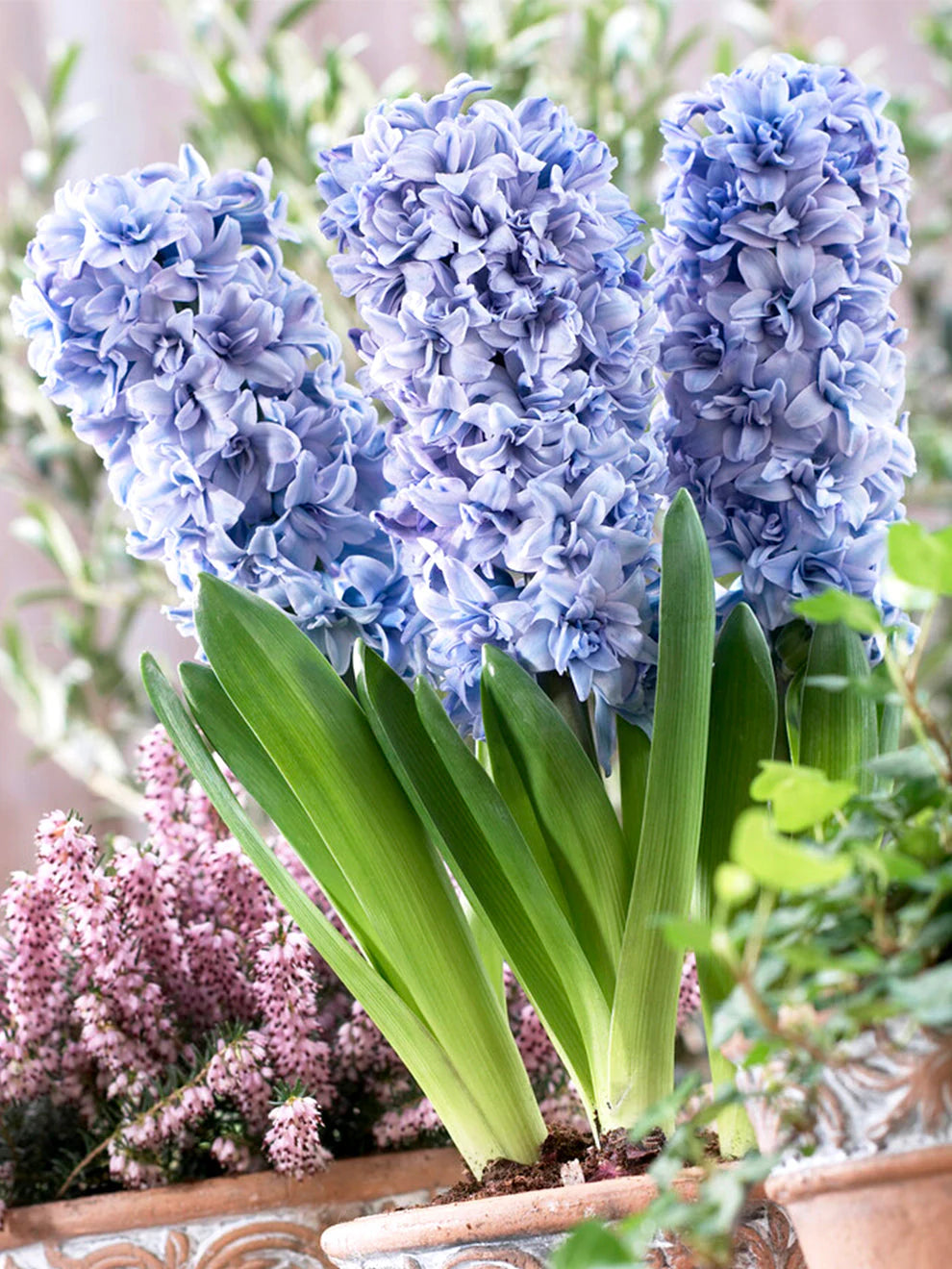 Hyacinthus Orientalis Flower S for Planting NON GMO Seeds - Orientalis for planting in home garden