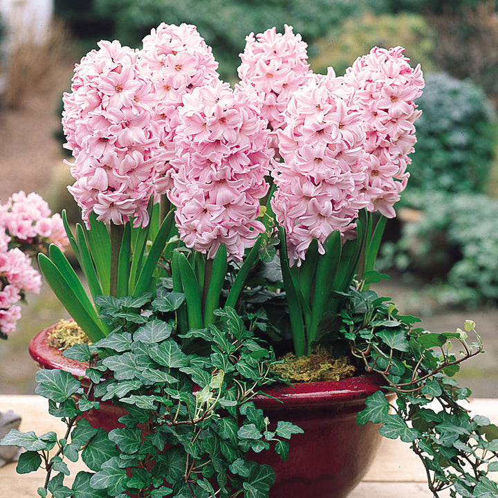 Baby Pink Hyacinth Flower Seeds for Planting - NON GMO Seeds