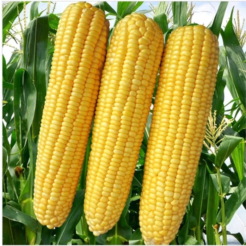 Sweet Corn Vegetable Seeds