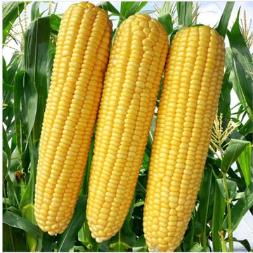 Sweet Corn Vegetable Seeds