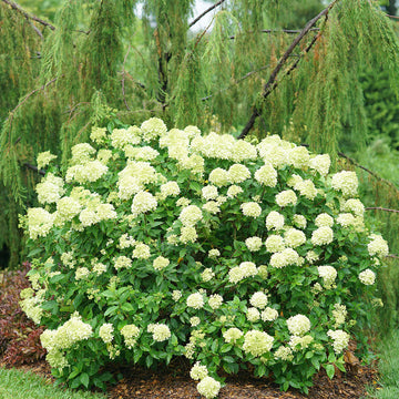 Little Lime Hydrangea Flower Seeds for Planting, NON GMO Seeds