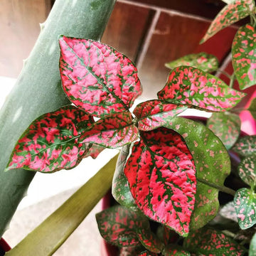 Heirloom Non-GMO Red Hypoestes Plant Seeds for Colorful Foliage and Indoor Garden Decor