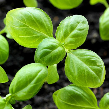 Genovese Basil Herb Seeds for Planting,Organic Heirloom Non-GMO – Fresh Herb for Your Garden