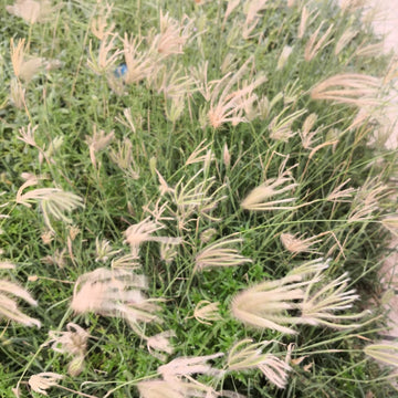 Windmill Buffalo Grass (Bouteloua dactyloides) - Premium Drought-Tolerant Lawn Seed
