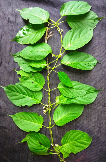 Heirloom Gymnema Inodorum Plant Seeds, Non-GMO Medicinal Herb Seeds for Garden Planting