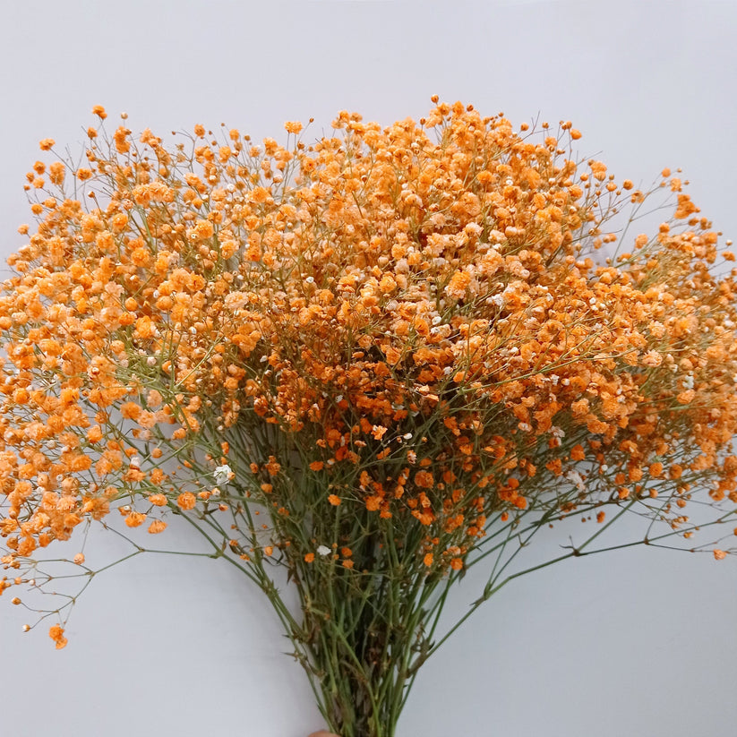 Gypsophila (Gypsophila scientific name) for planting in garden