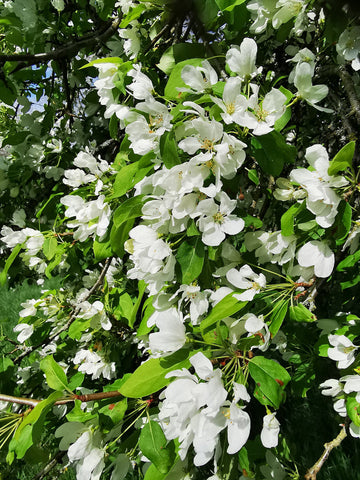 Heirloom Malus Flower Seeds, Non-GMO Ornamental Blooms for Garden Planting