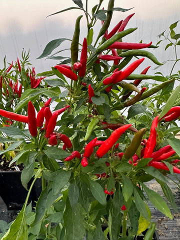 Thai Dragon Chili Pepper Seeds