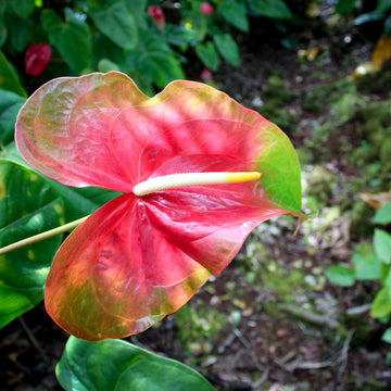 Green Red Anthurium Flower Seeds for Planting -Heirloom and Non-GMO garden seeds