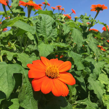 Orange Tithonia Flower Seeds for Bright Gardens - 100 Pcs pcs