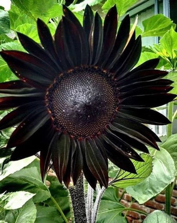 Organic Heirloom Non-GMO Black Sunflower Seeds for Planting – Unique Garden Blooms