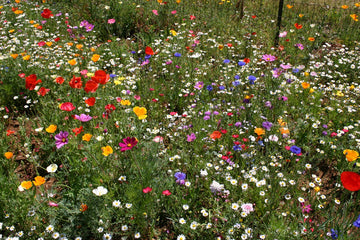 Mixed Cascade Flower Seeds for Planting - NON GMO Seeds