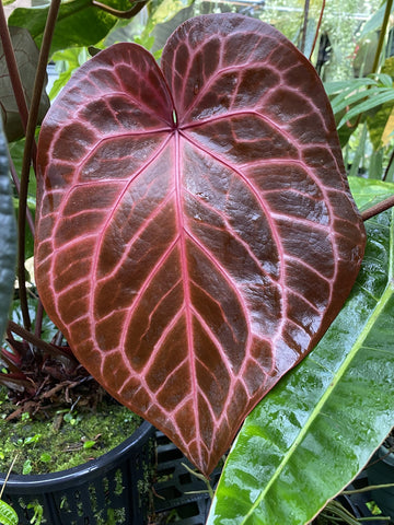 Anthurium crystallinum Flower Seeds for Planting - Heirloom and Non-GMO garden seeds