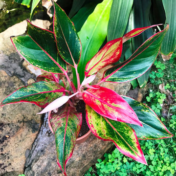 Aglaonema Plant Seeds Green Red for Planting NON GMO Seeds