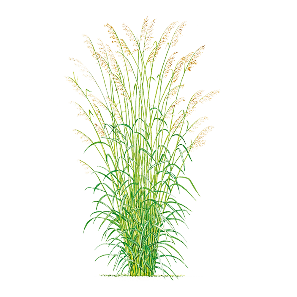 Cymbopogon martinii (Palmarosa) – 100% Pure Essential Oil