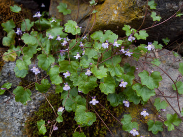 Cymbalaria Muralis Flower Seeds for Planting, NON GMO Seeds
