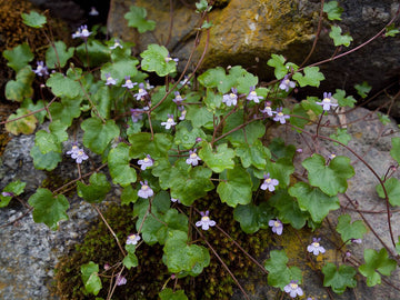 Cymbalaria Muralis Flower Seeds for Planting, NON GMO Seeds