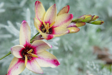 Ixia Flower Seeds for Planting - NON GMO Seeds