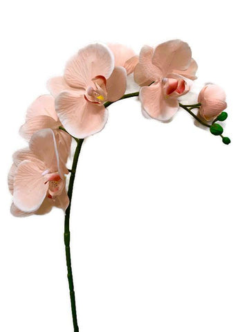 CreamPhalaenopsis Orchid Seeds for Planting - NON GMO Seeds for Home Garden