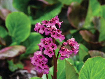 Organic Pink Bergenia Cordifolia Flower Seeds for Planting ƒ?? Heirloom, Non-GMO