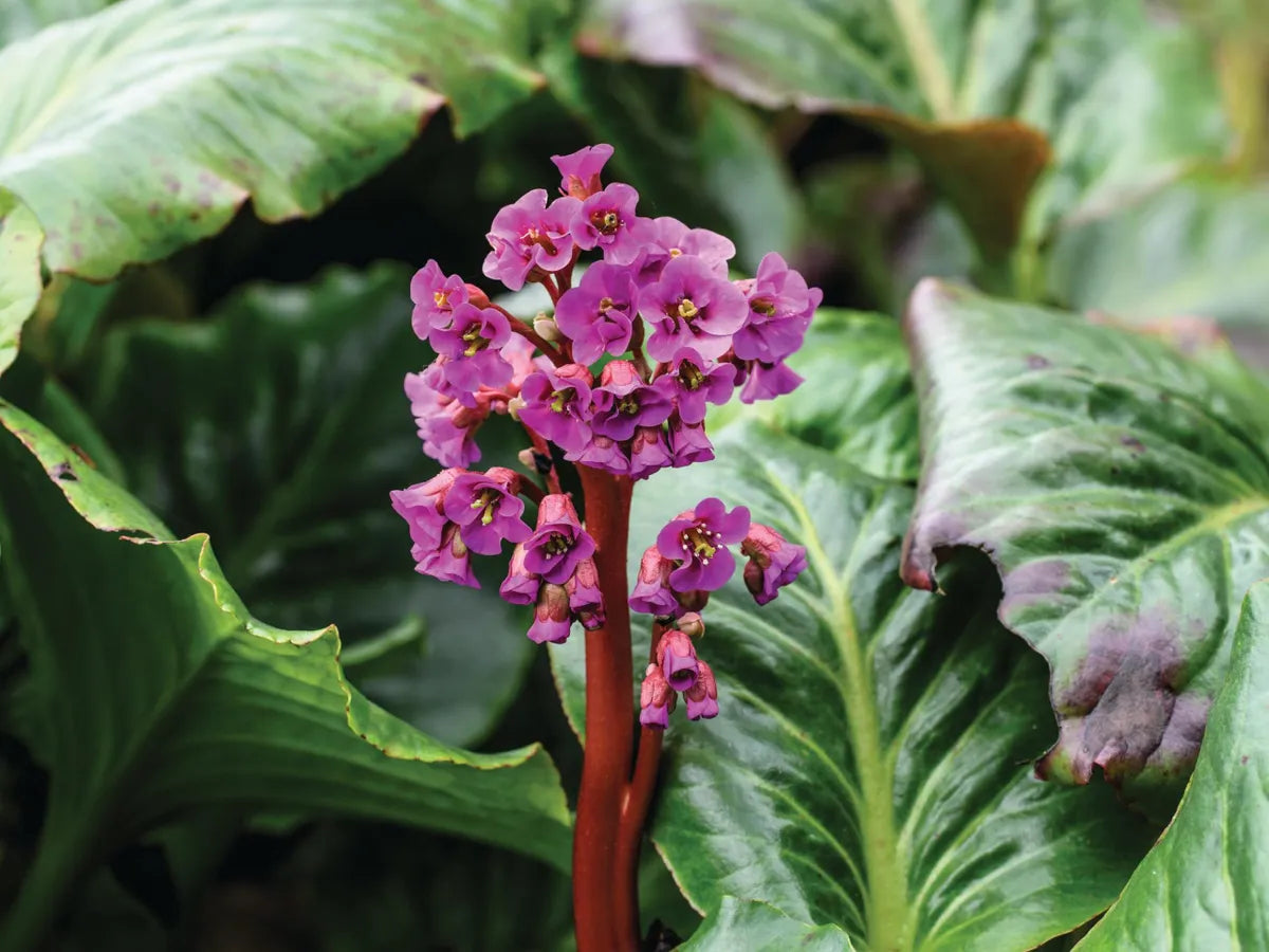 Organic Pink Bergenia Cordifolia Flower Seeds for Planting ƒ?? Heirloom, Non-GMO for planting in your garden.