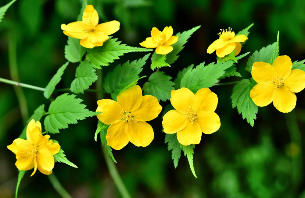 Heirloom Non-GMO Kerria Japonica Flower Seeds for Planting – Bright Yellow Blooms for Ornamental Shrub Gardens - Non-GMO for planting in home garden