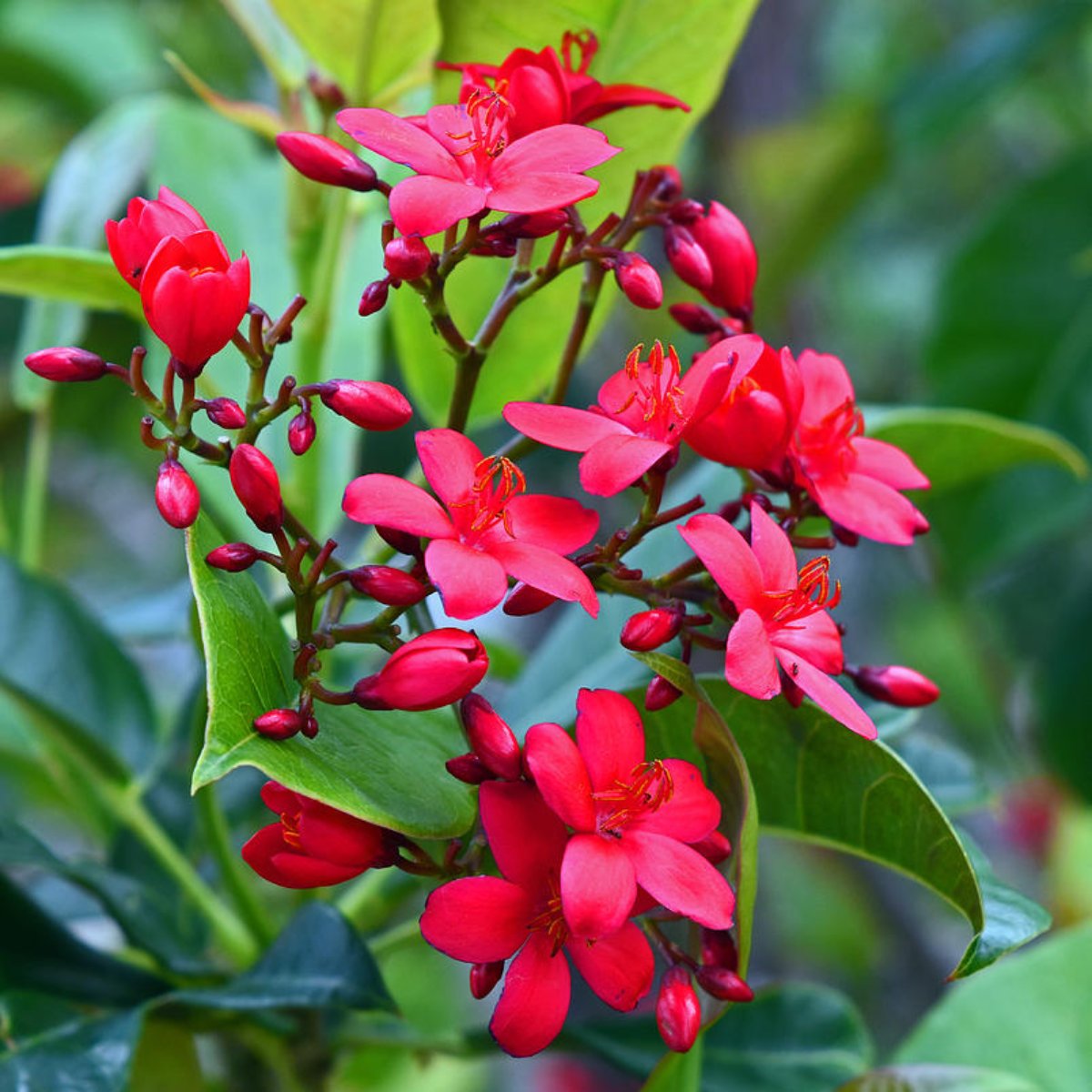 Heirloom Jatropha Flower Seeds, Non-GMO Tropical Blooms for Butterfly-Friendly Garden Planting for planting in home garden