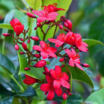 Heirloom Jatropha Flower Seeds, Non-GMO Tropical Blooms for Butterfly-Friendly Garden Planting