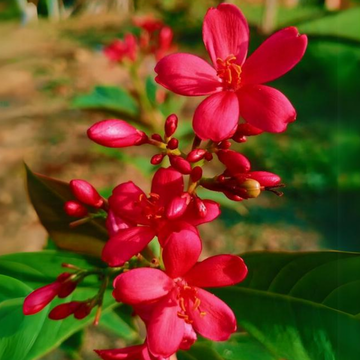 Heirloom Jatropha Flower Seeds, Non-GMO Tropical Blooms for Butterfly-Friendly Garden Planting