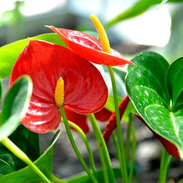 Anthurium Herb Seeds