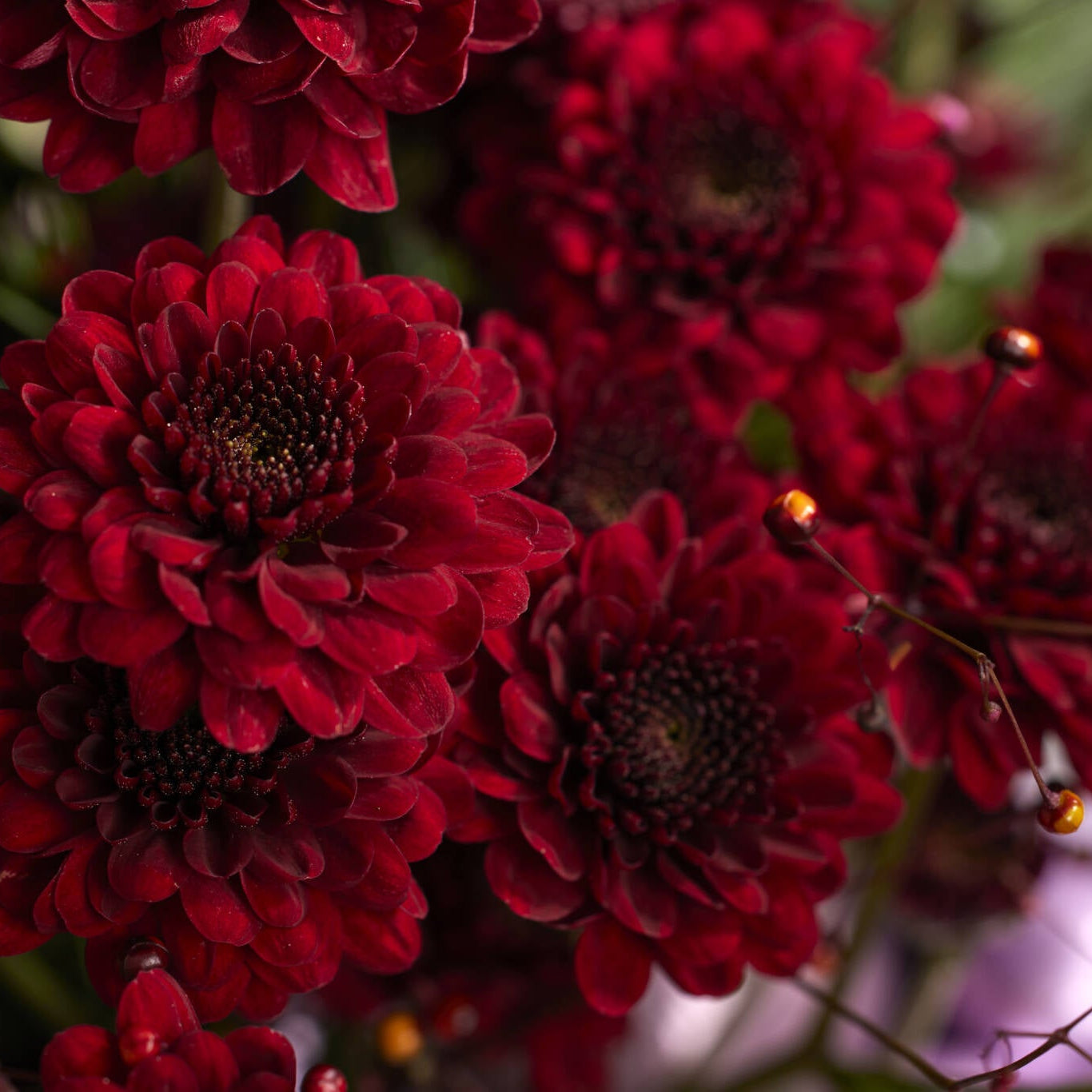 Maroon Red Chrysanthemum Flower Seeds â€“ Heirloom Non-GMO Blooms for Elegant Autumn Gardens for planting in home garden