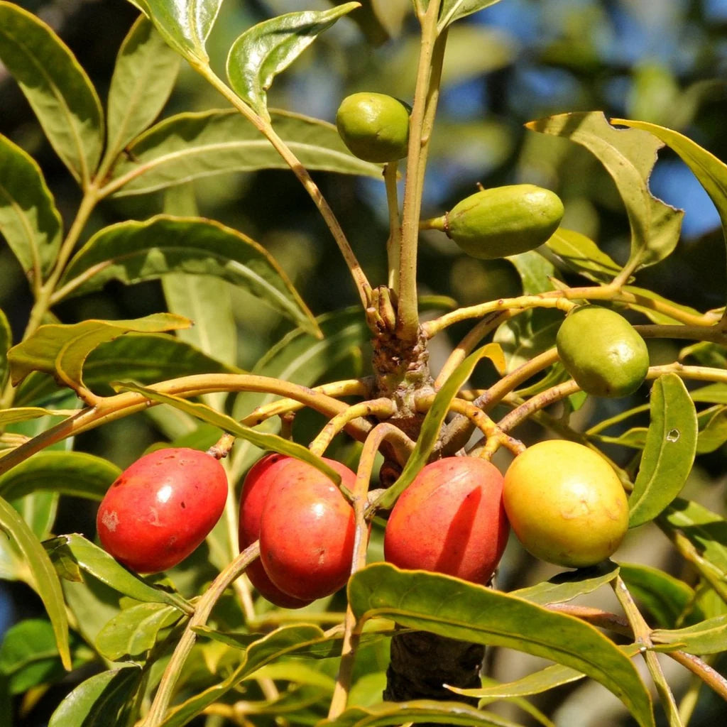 Harpephyllum caffrum fruit seeds