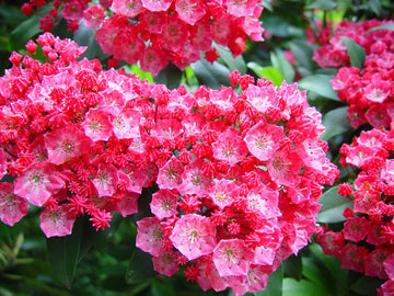 Pink Kalmia Flower Seeds for Planting - NON GMO Seeds