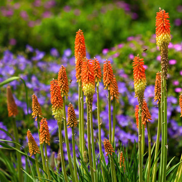 Uvaria Flower Seeds for Planting, Red Variety, 100 pcs