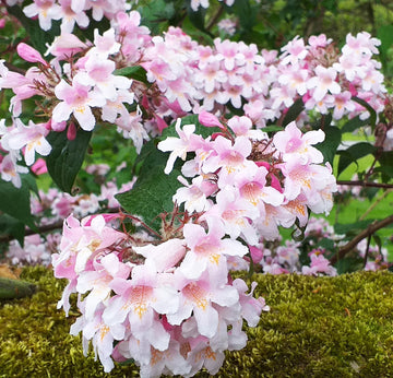 Pink Linnaea Amabilis Flower Seeds for Planting - NON GMO Seeds