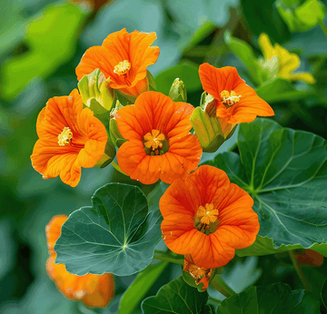 Kapuzinerkresse Flower Seeds for Planting, Heirloom, Non-GMO, 100 pcs