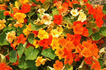 Kapuzinerkresse Flower Seeds for Planting, Heirloom, Non-GMO, 100 pcs