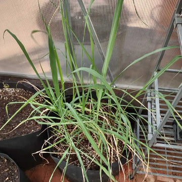 Cymbopogon citratus 'Mojave' – Hardy Mojave Lemongrass