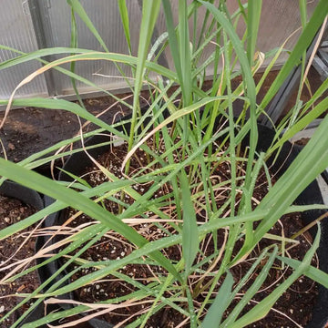 Cymbopogon citratus 'Mojave' – Hardy Mojave Lemongrass