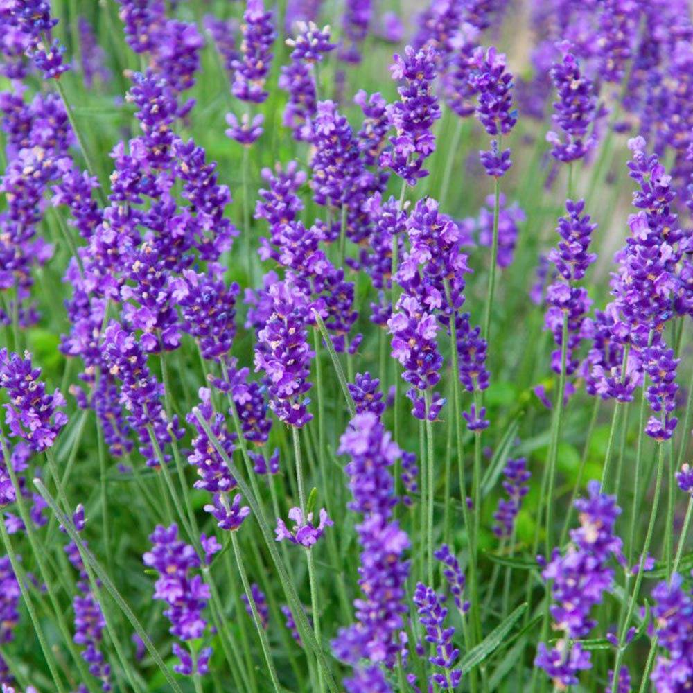 Lavender Munstead Flower Seeds for Planting ,Heirloom Seeds - Munstead for planting in home garden