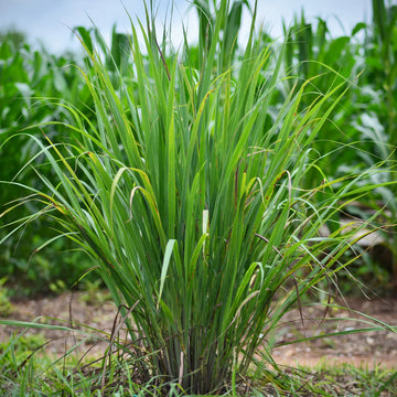 Cymbopogon citratus 'Thailand' – Fresh Thai Lemongrass