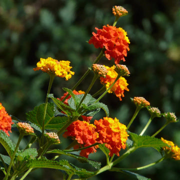 Heirloom Non-GMO Lantana Flower Seeds for Planting – Bright Butterfly-Friendly Garden Blooms