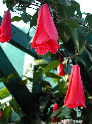 Lapageria Rosea Flower Seeds for Planting – Heirloom, Non-GMO Seeds for Garden Blooms - Rosea for planting in home garden