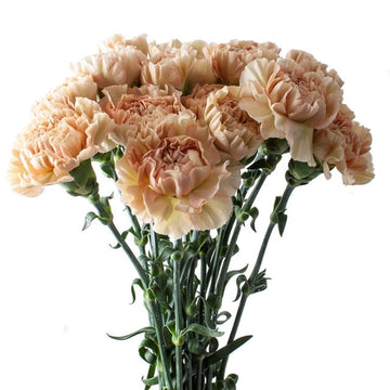 Heirloom Non-GMO Cream Carnation Flower Seeds for Planting – Fragrant Garden Bloom Seeds