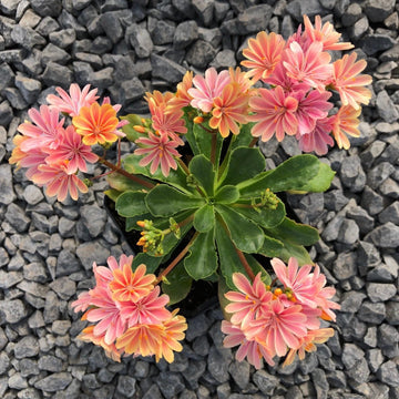 Heirloom Lewisia Cotyledon Flower Seeds, Non-GMO Colorful Rock Garden Blooms for Planting
