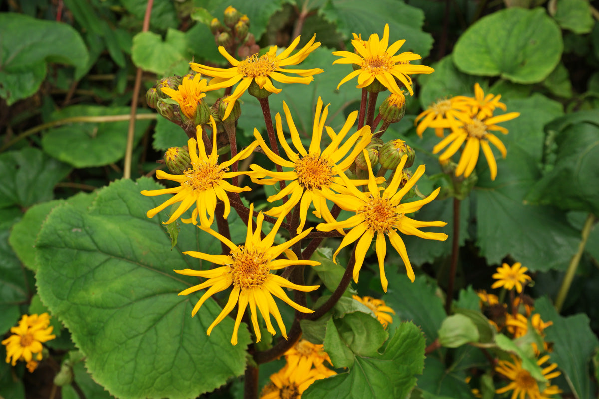Heirloom Ligularia Dentata Flower Seeds, Non-GMO Bold Foliage and Blooms for Shaded Garden Planting for planting in home garden