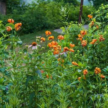 Organic Heirloom Non-GMO Lilium Pyrenaicum Seeds for Planting – Rare Yellow Lily Flowers