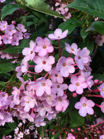 Luculia Gratissima Flower Seeds â€“ Fragrant Pink Blooms for Garden & Balcony Planting