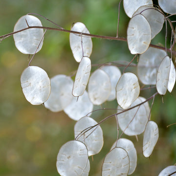 Heirloom Lunaria Plant Seeds, Non-GMO Decorative Silver Dollar Blooms for Garden Planting